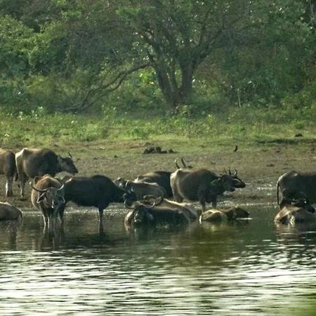 All View Safari Resort Udawalawe Luaran gambar