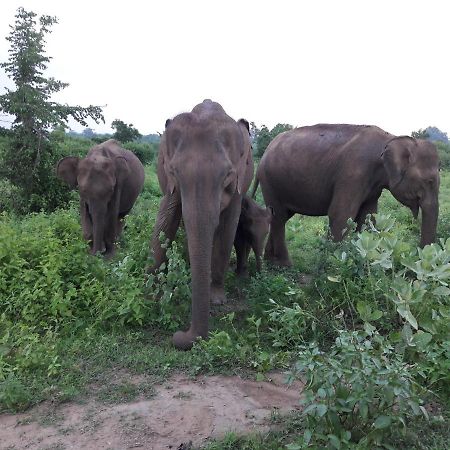 All View Safari Resort Udawalawe Luaran gambar