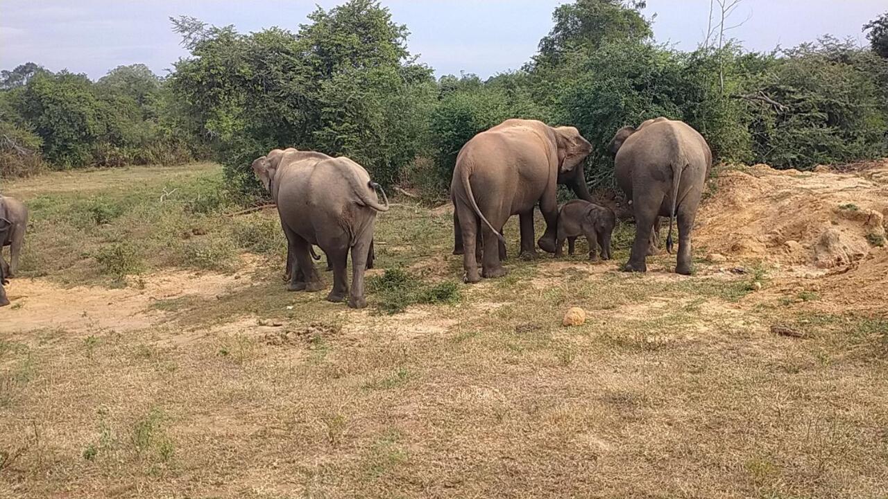 All View Safari Resort Udawalawe Luaran gambar