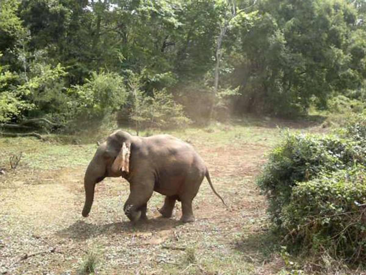 All View Safari Resort Udawalawe Luaran gambar