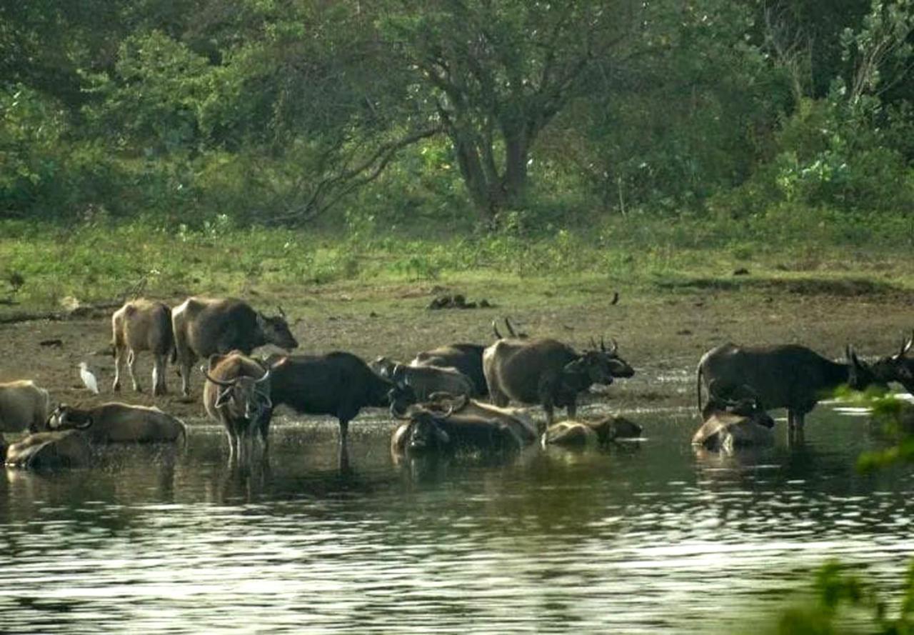 All View Safari Resort Udawalawe Luaran gambar