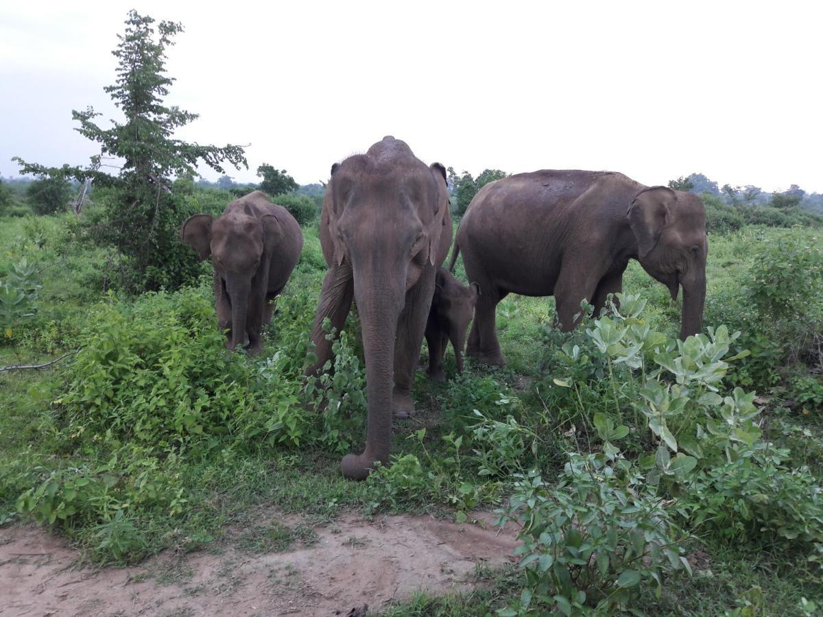 All View Safari Resort Udawalawe Luaran gambar